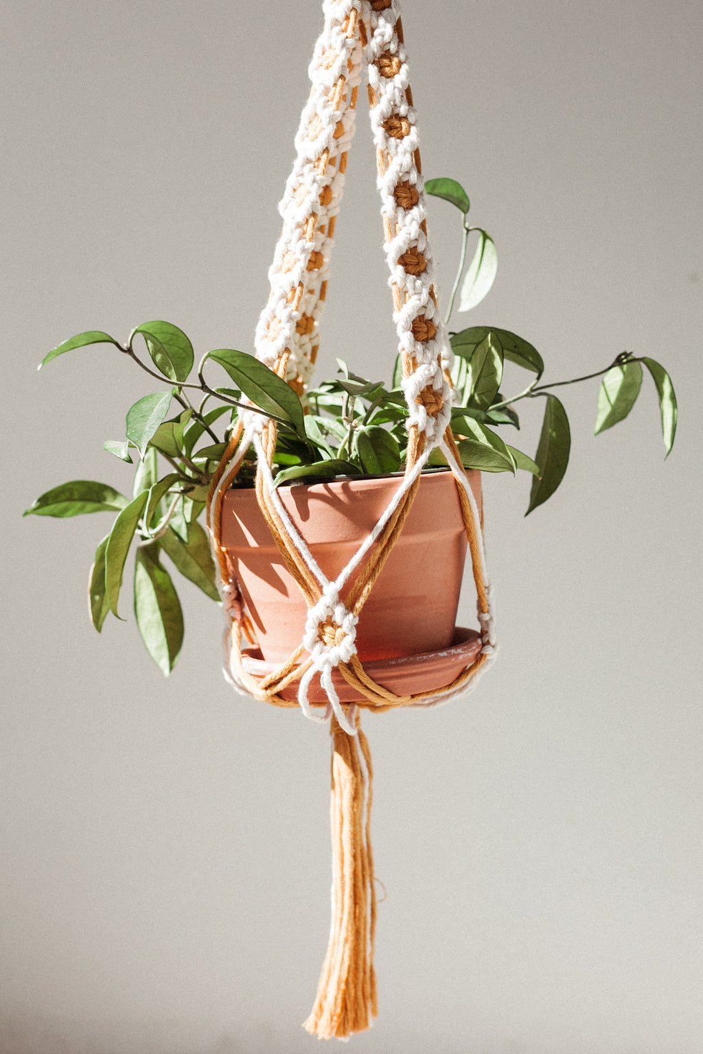 DIY Daisy Chain Macrame Plant Hanger Kit — That Knot Place